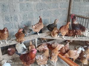 Kuku Kienyeji - main view