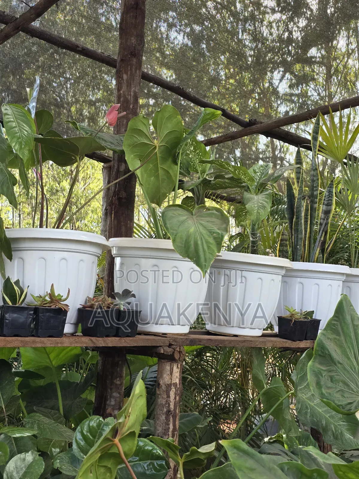 Indoor Plants,Flowers