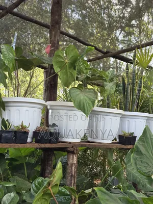 Indoor Plants,Flowers