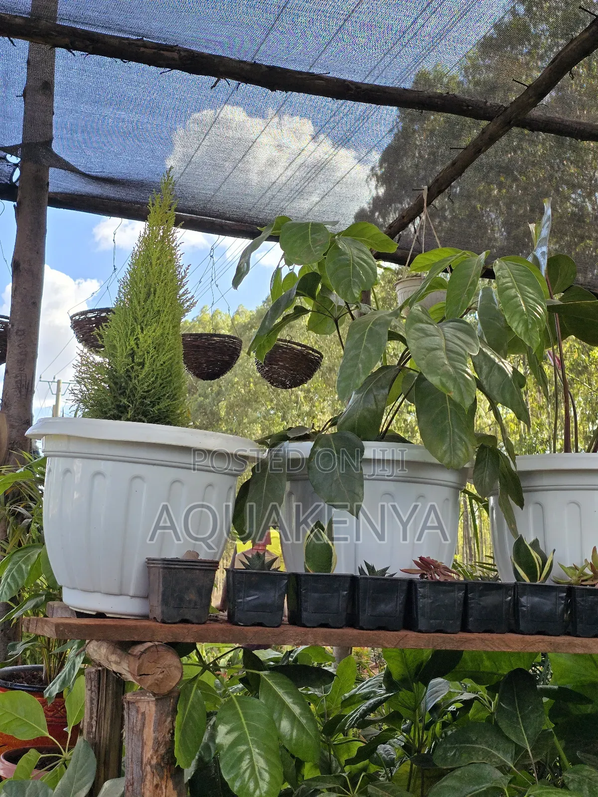 Anthurium Indoor Plant