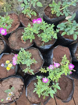 Rose Plants,Roses for Planting - main view