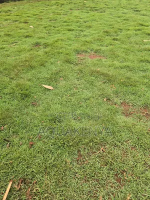 Arabic Gardening Grass, Arabic Grass