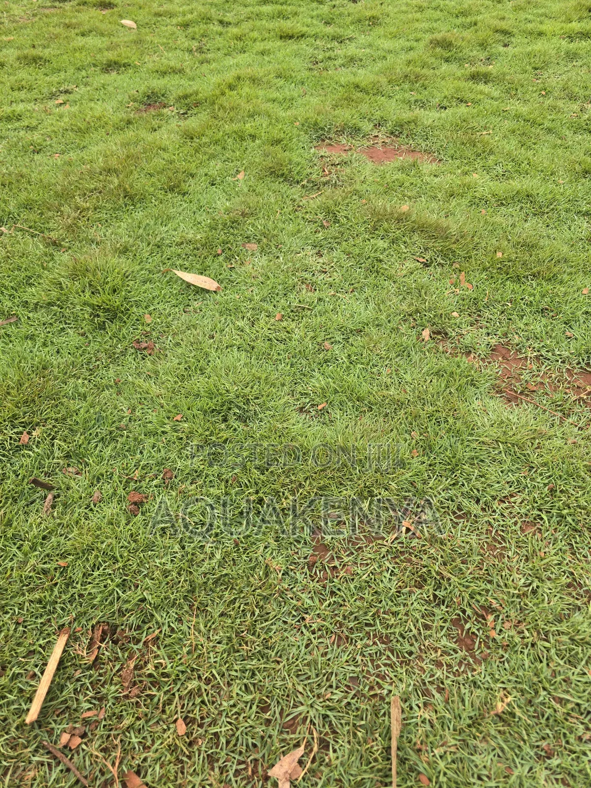 Bermuda Lawns Grass,Natural Grass