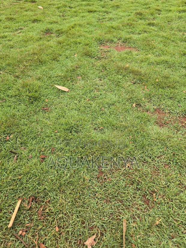 Bermuda Lawns Grass,Natural Grass