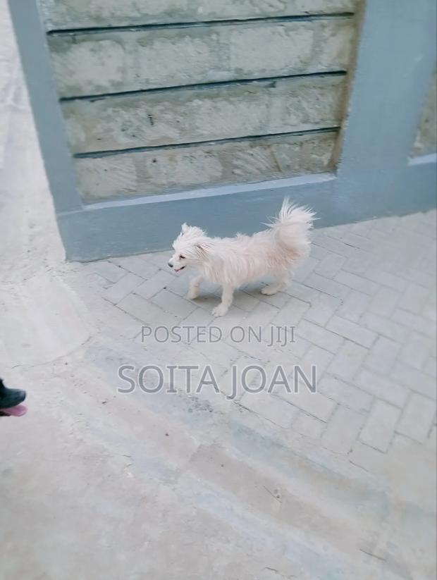 1+ year Male Purebred Maltese - main view