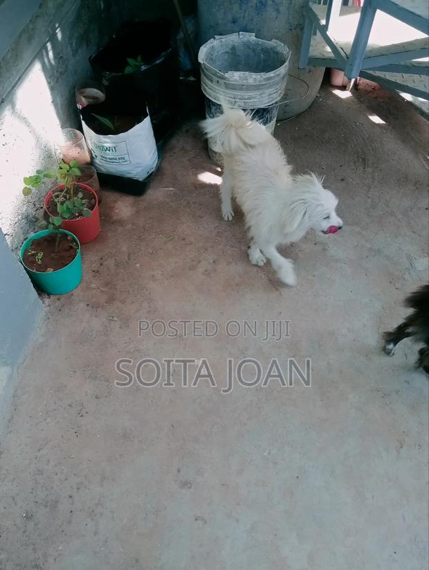 1+ year Male Purebred Maltese - thumbnail 2