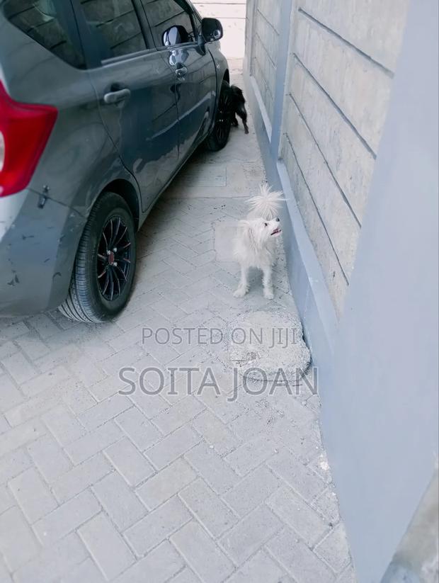 1+ year Male Purebred Maltese - thumbnail 3