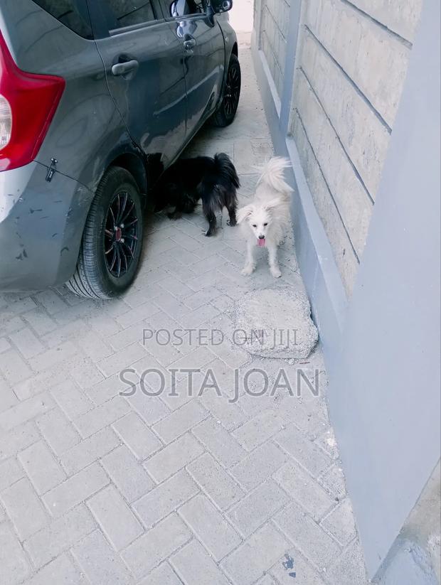 1+ year Male Purebred Maltese - thumbnail 4