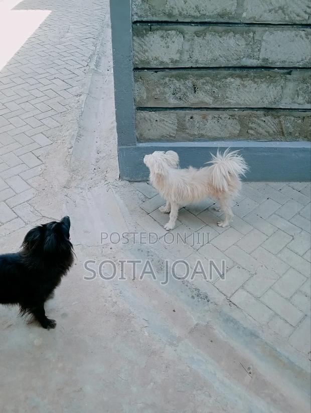 1+ year Male Purebred Maltese - thumbnail 5