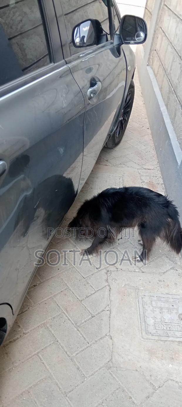 1+ year Female Mixed Breed Maltese - thumbnail 2