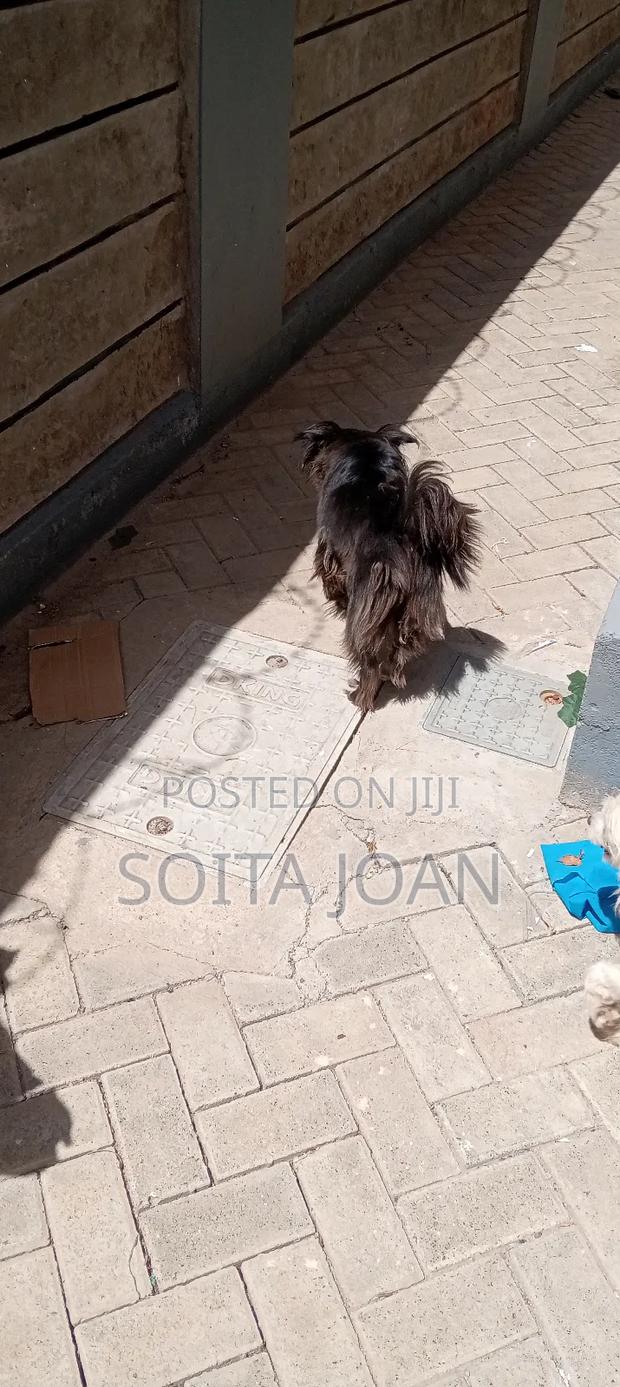 1+ year Female Mixed Breed Maltese - thumbnail 3