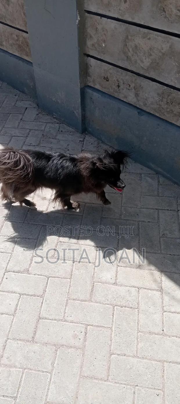 1+ year Female Mixed Breed Maltese - thumbnail 4