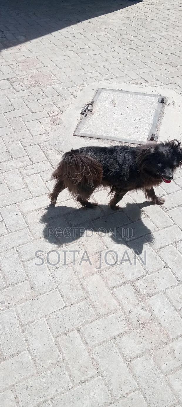 1+ year Female Mixed Breed Maltese - main view