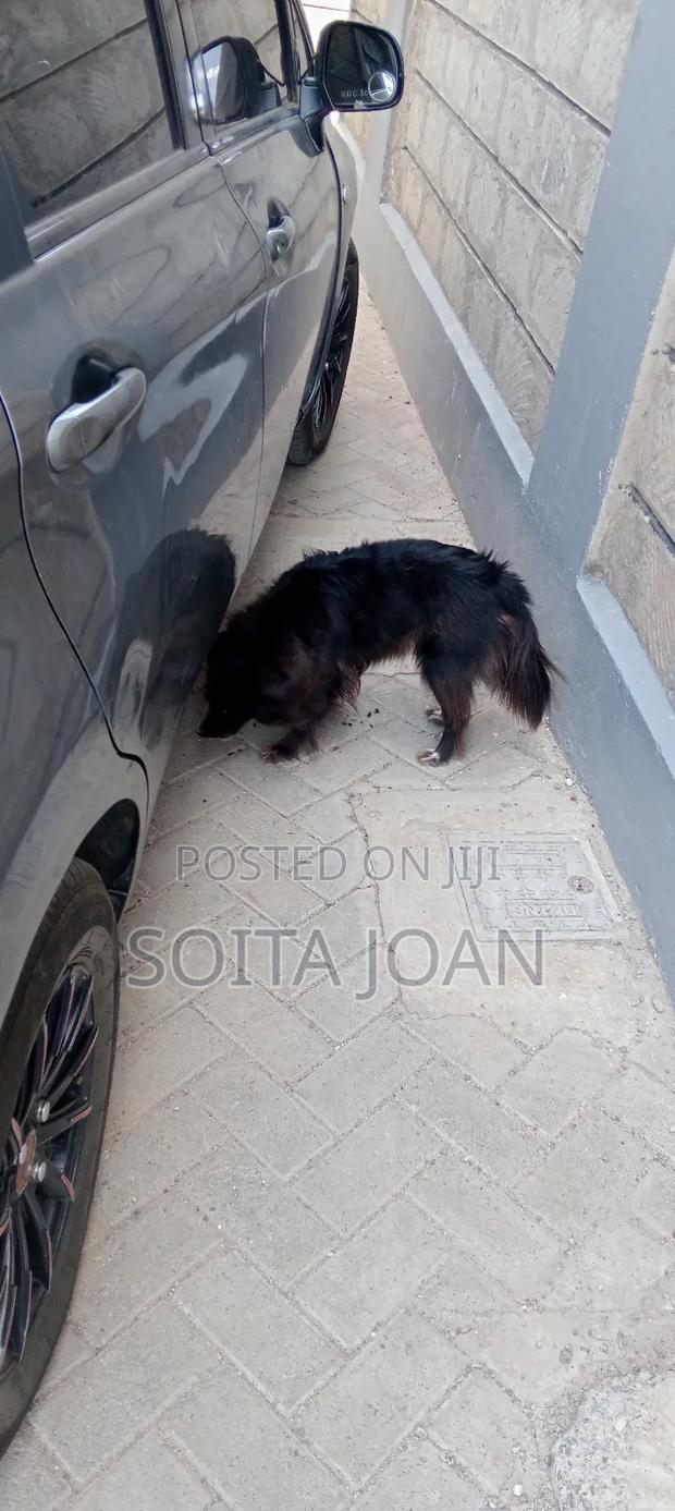 1+ year Female Mixed Breed Maltese - thumbnail 5