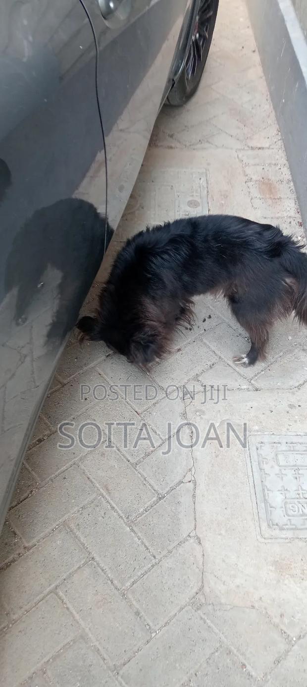 1+ year Female Mixed Breed Maltese - thumbnail 6