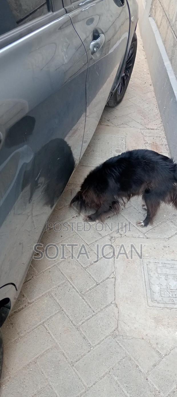 1+ year Female Mixed Breed Maltese - thumbnail 7