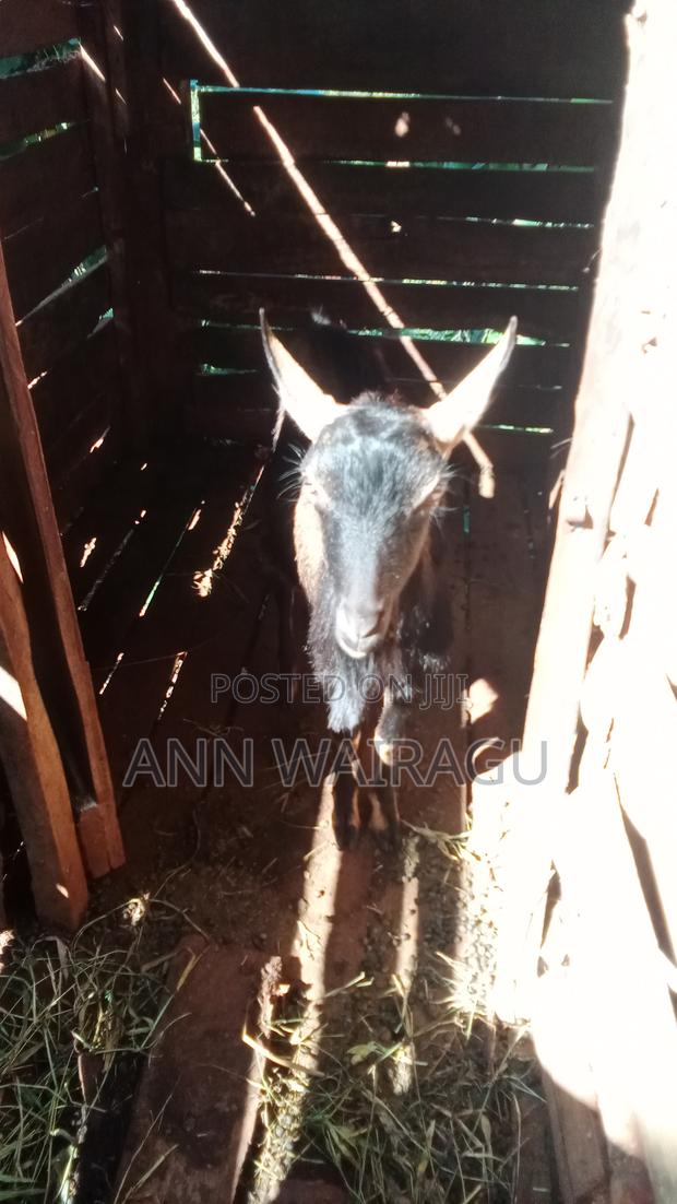 Mature Buck - main view