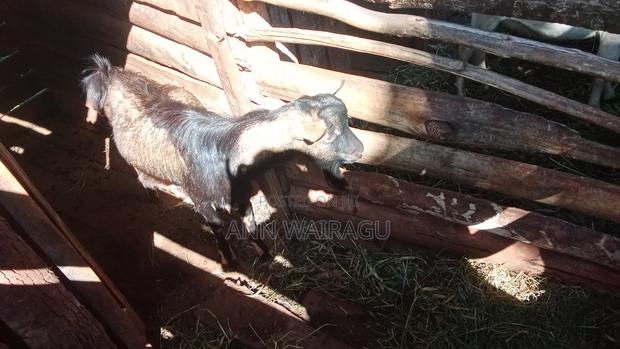 Mature Buck - thumbnail 3