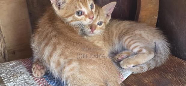 1-3 months Male Mixed Breed Mixed - thumbnail 3