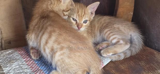 1-3 months Male Mixed Breed Mixed - thumbnail 4