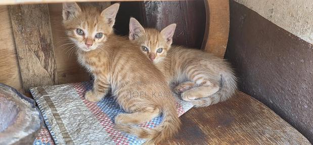 1-3 months Male Mixed Breed Mixed - thumbnail 5