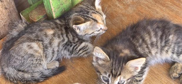 1-3 months Male Mixed Breed Mixed - thumbnail 6