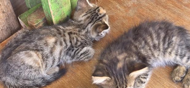 1-3 months Male Mixed Breed Mixed - thumbnail 7