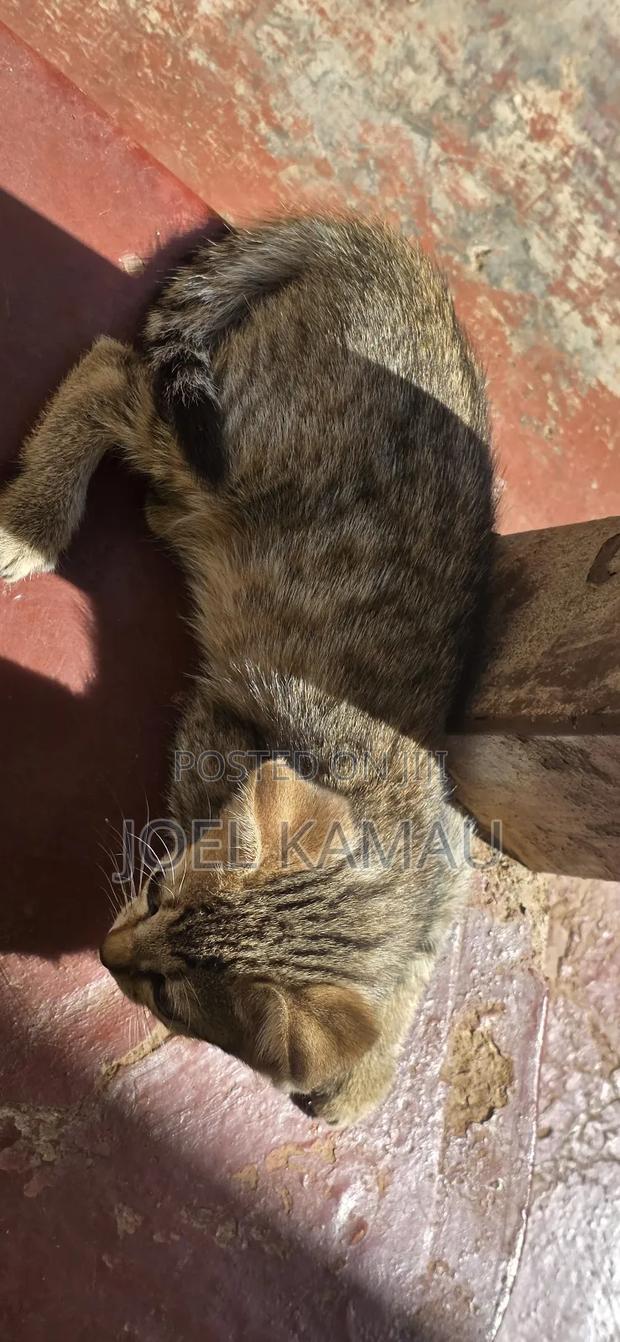 1-3 months Male Mixed Breed Mixed - thumbnail 8