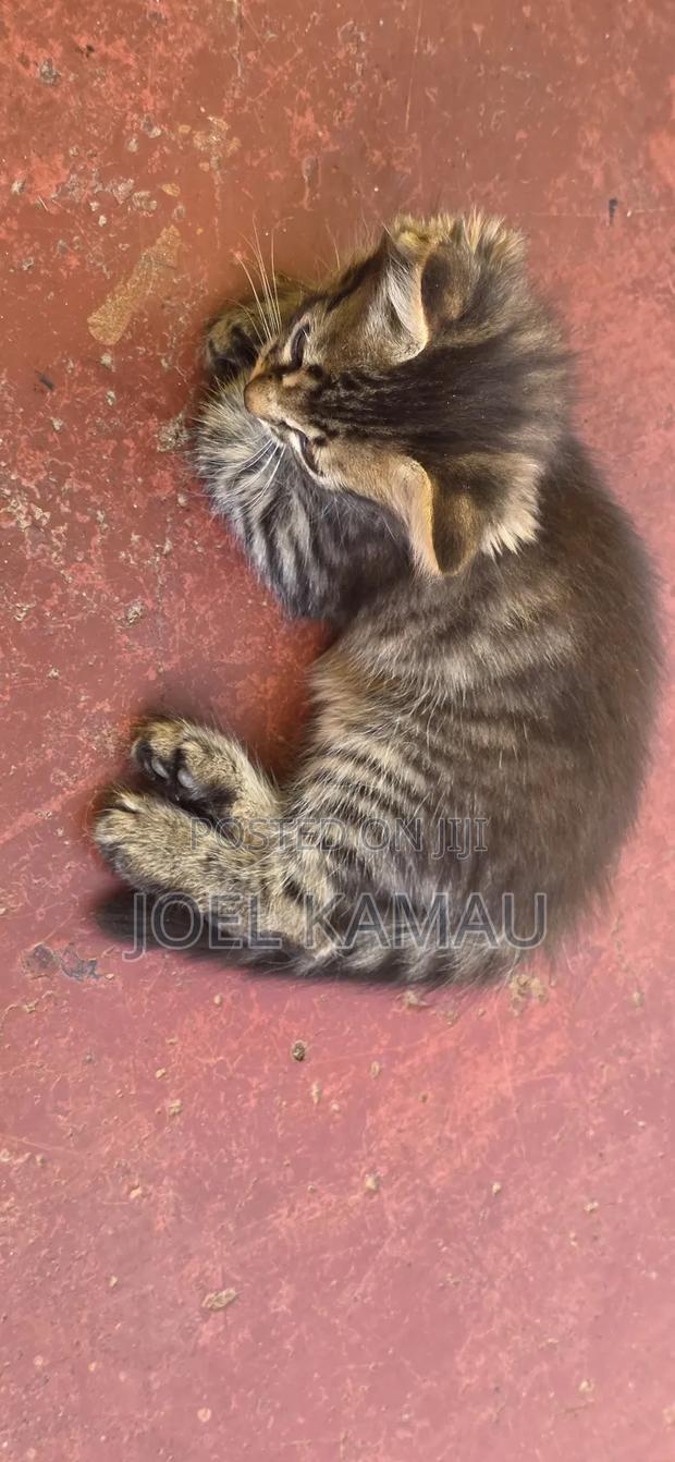 1-3 months Male Mixed Breed Mixed - thumbnail 9