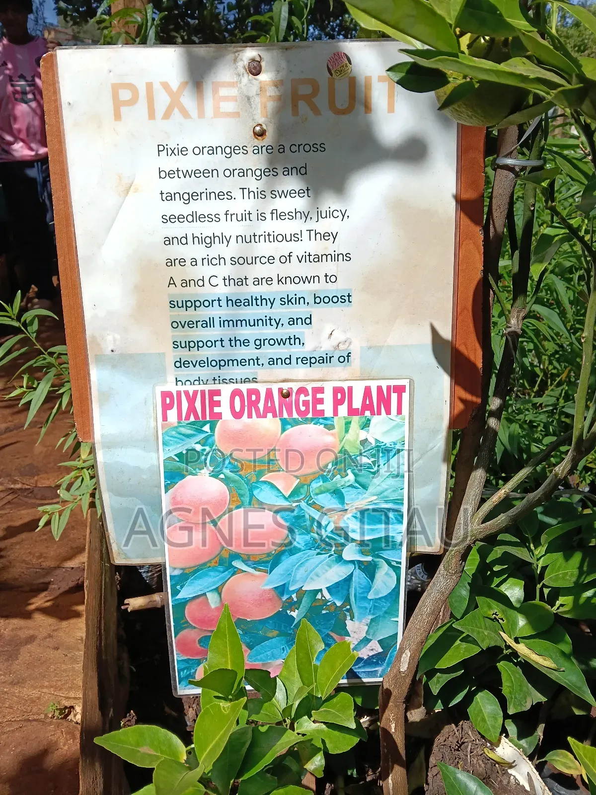Pixie Oranges Seedlings