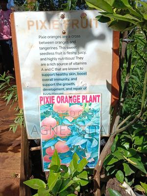 Pixie Oranges Seedlings - main view