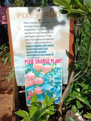 Pixie Oranges Seedlings