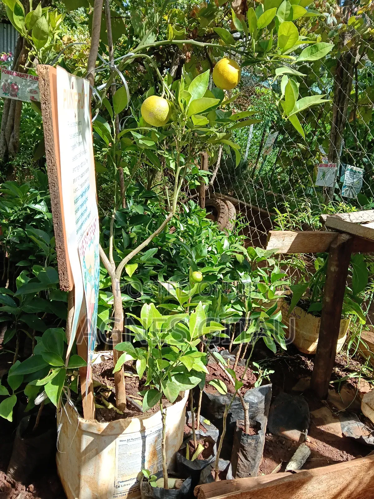 Pixie Oranges Seedlings