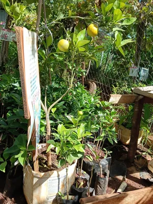 Pixie Oranges Seedlings