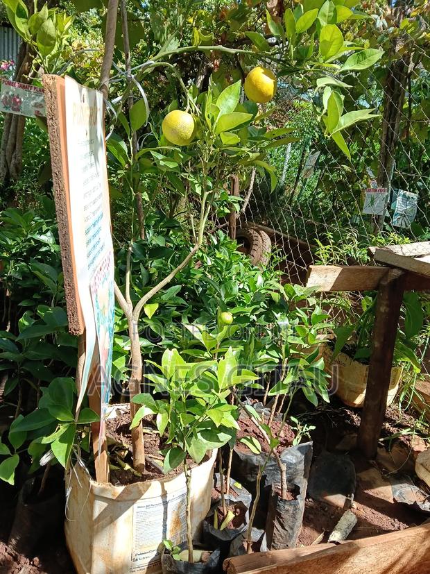 Pixie Oranges Seedlings - thumbnail 2