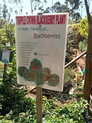 Black Berry Triple Crown Seedlings