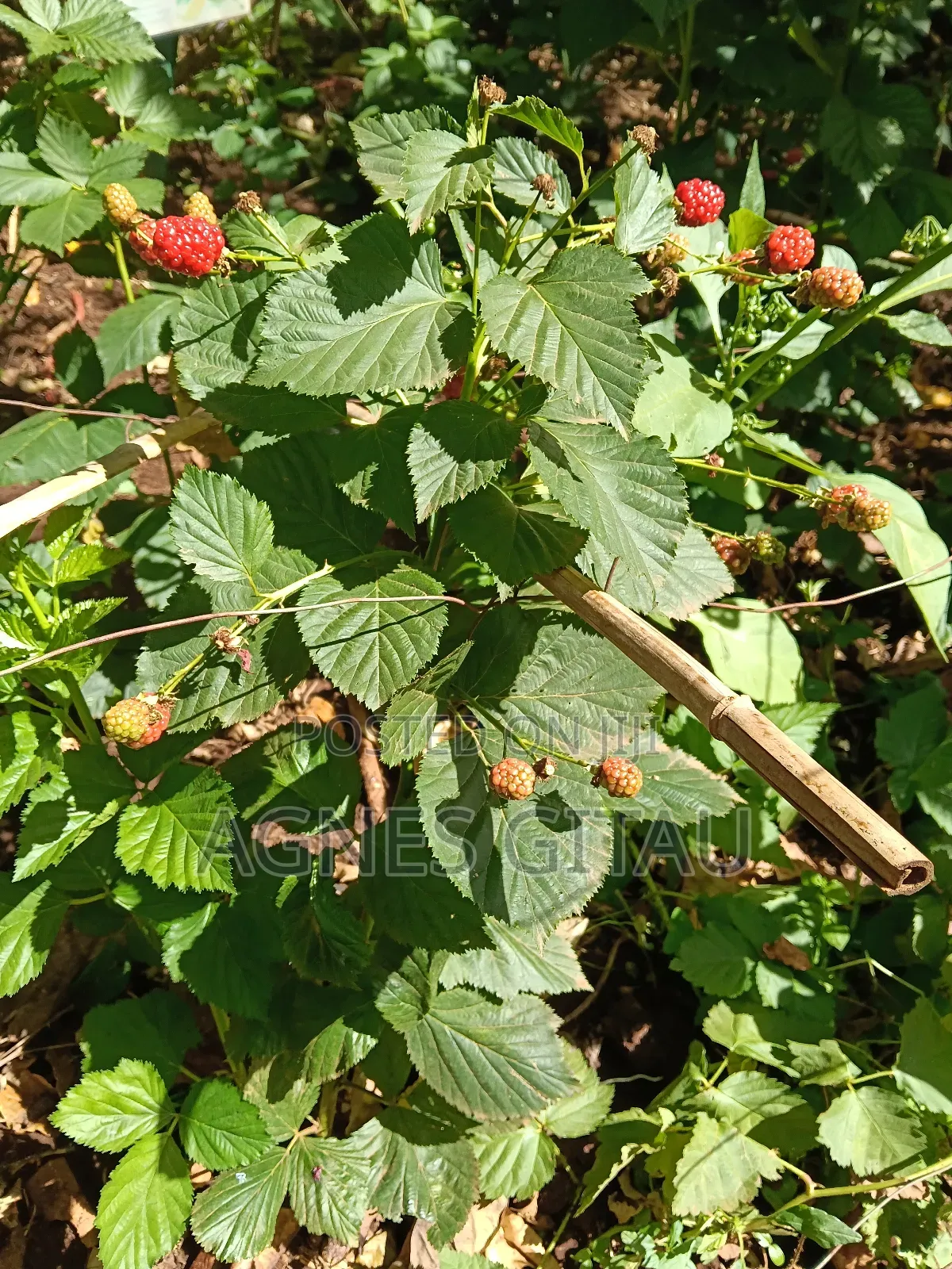 Black Berry Triple Crown Seedlings