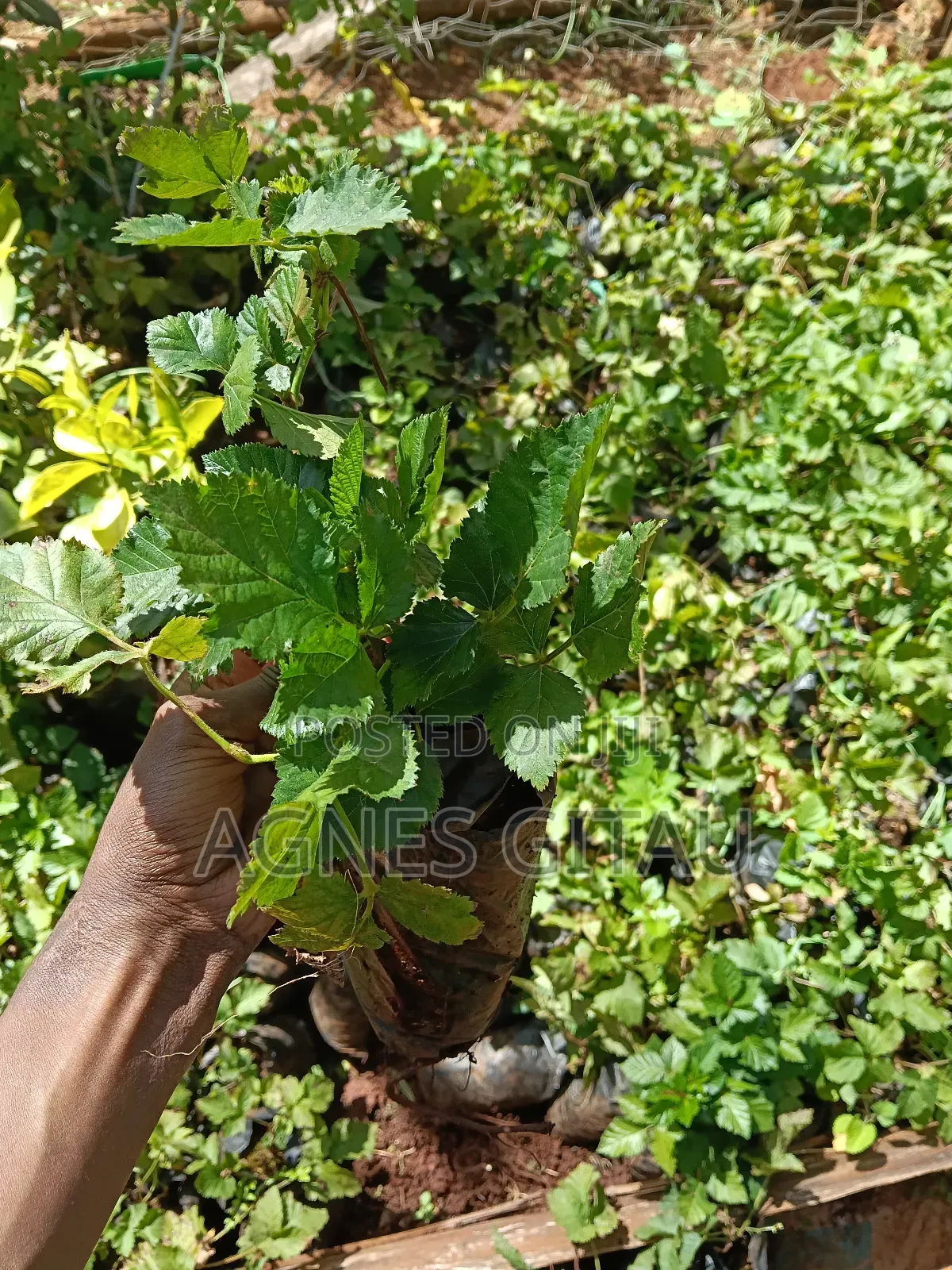 Black Berry Triple Crown Seedlings