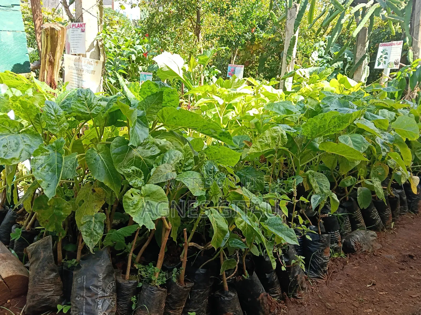 Tree Tomatoes/ Red Giant Seedlings