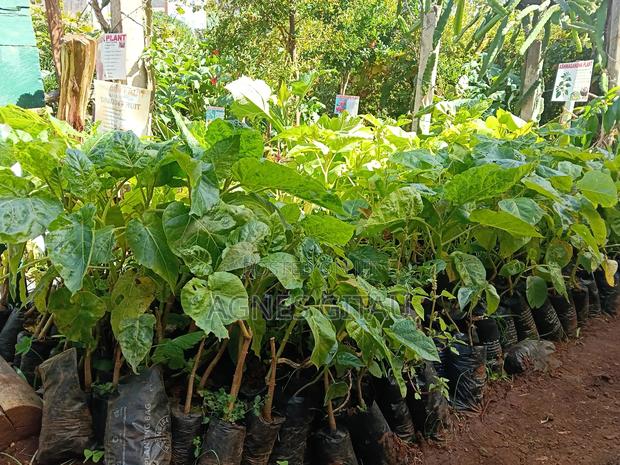 Tree Tomatoes/ Red Giant Seedlings - main view