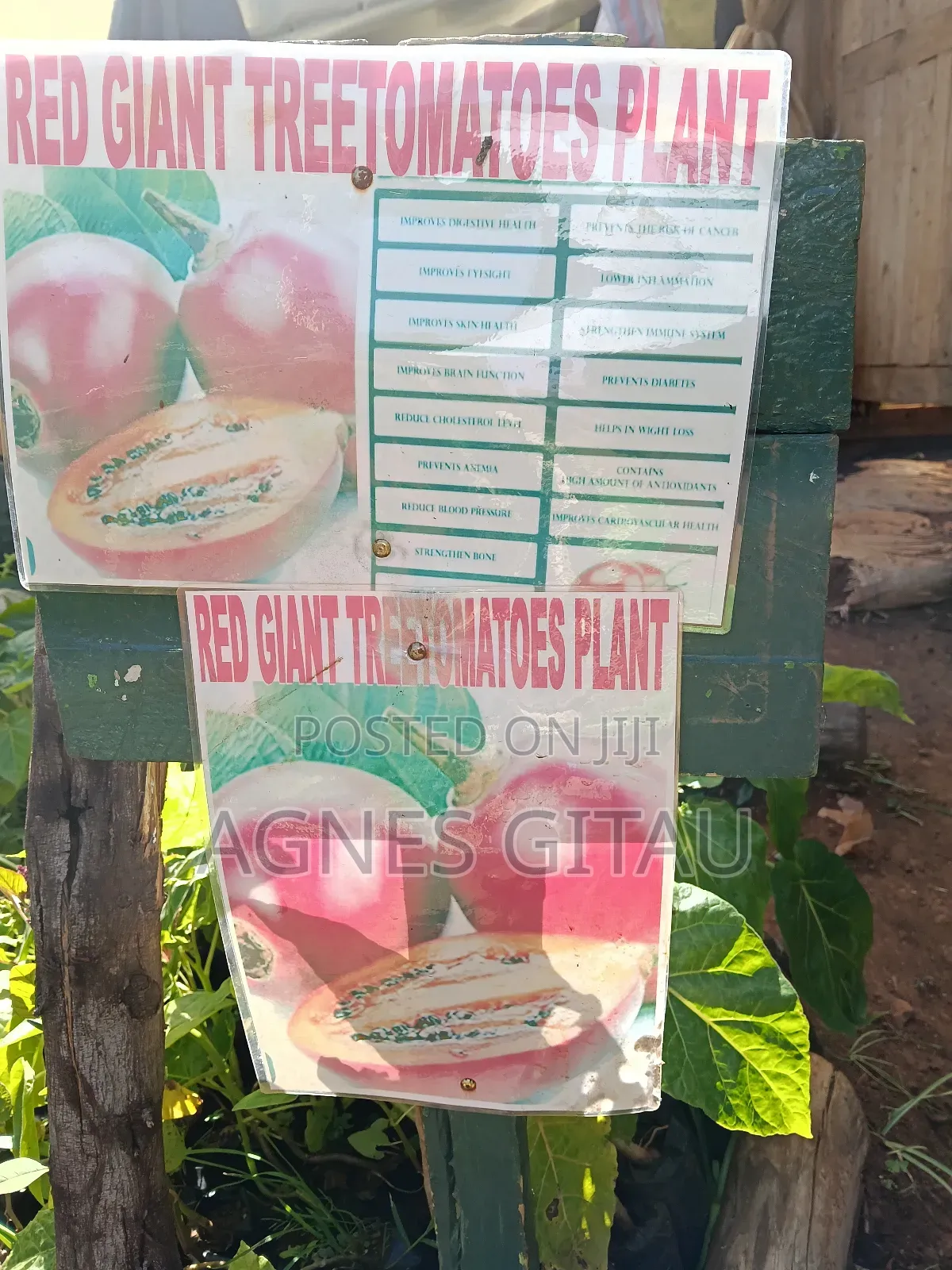 Tree Tomatoes/ Red Giant Seedlings