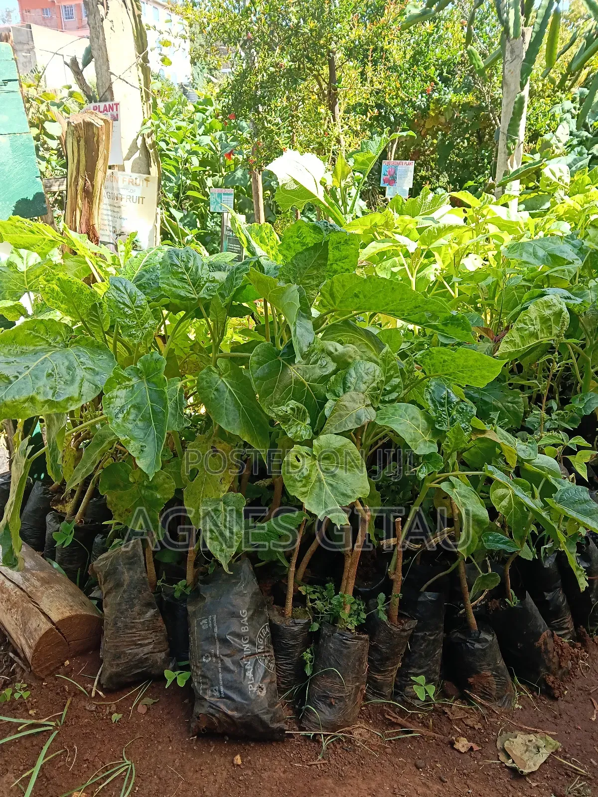 Tree Tomatoes/ Red Giant Seedlings