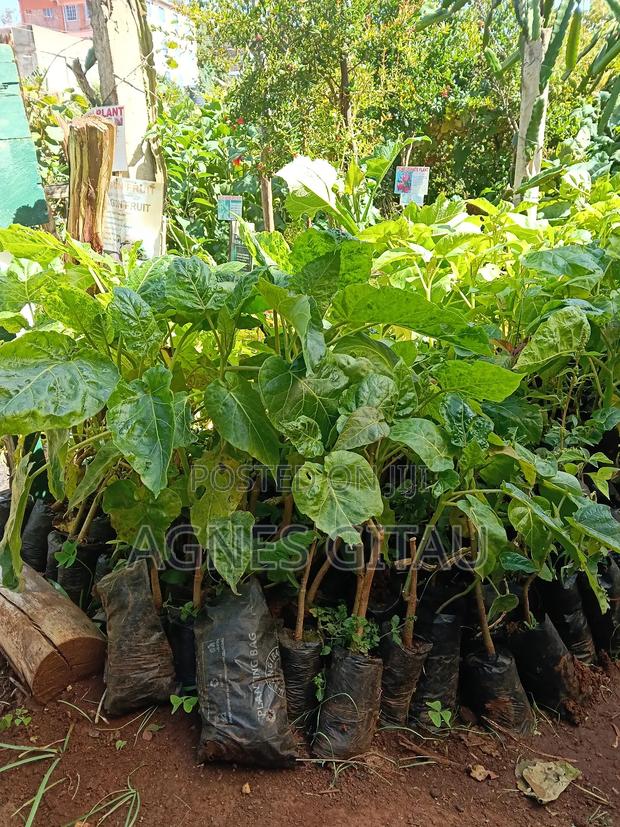 Tree Tomatoes/ Red Giant Seedlings - thumbnail 4