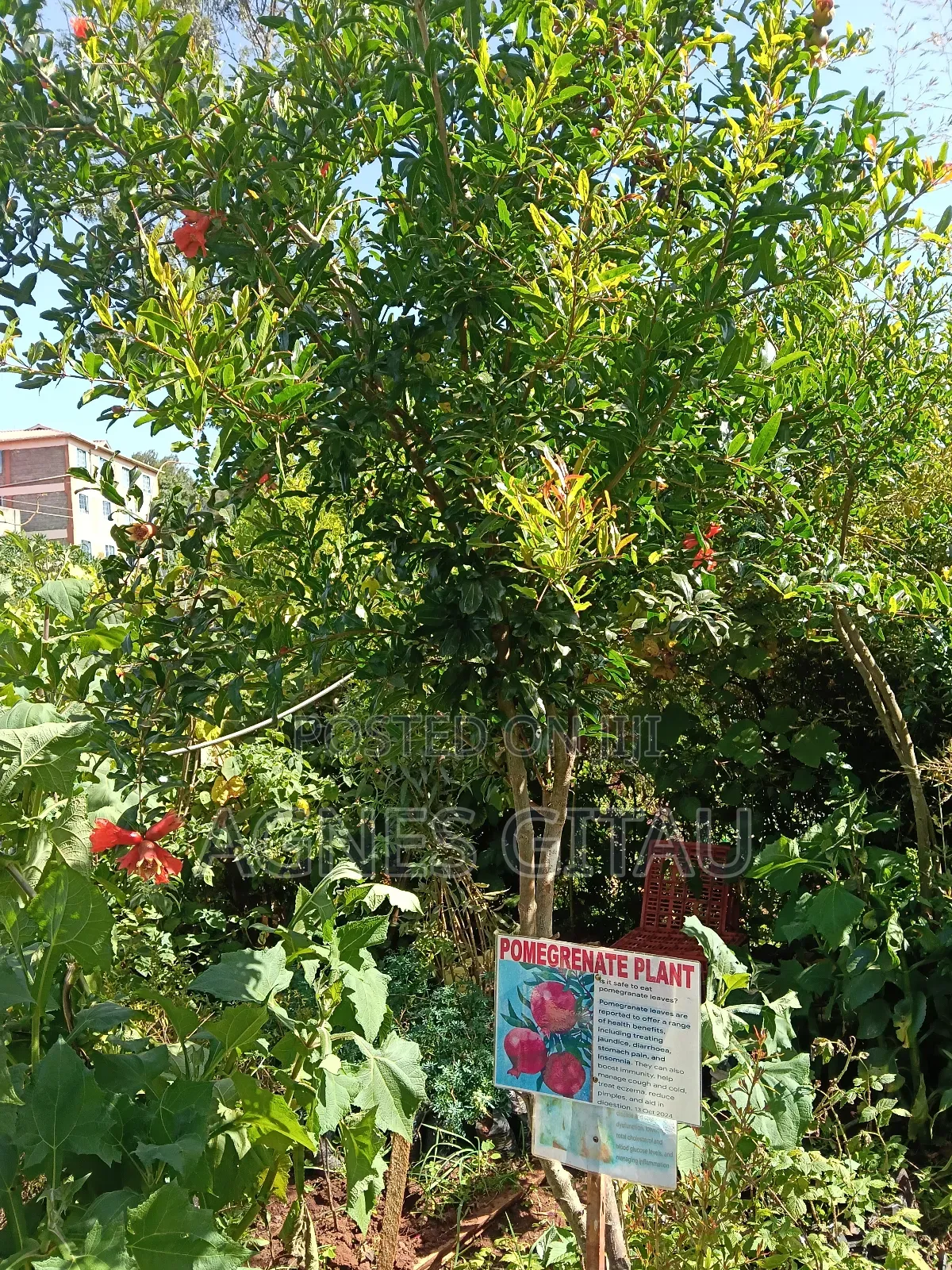 Pomegranate Seedlings Available