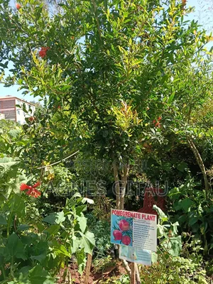 Pomegranate Seedlings Available