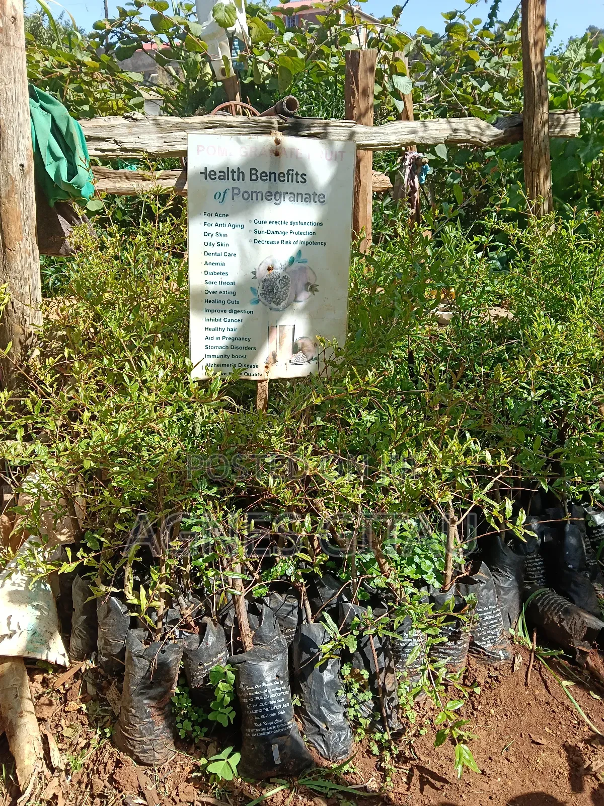 Pomegranate Seedlings Available