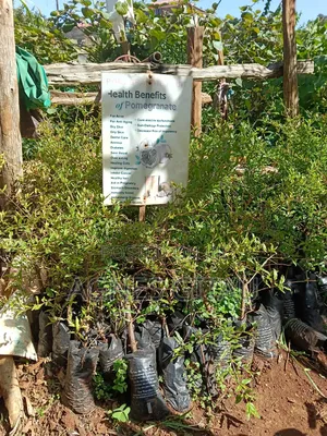 Pomegranate Seedlings Available