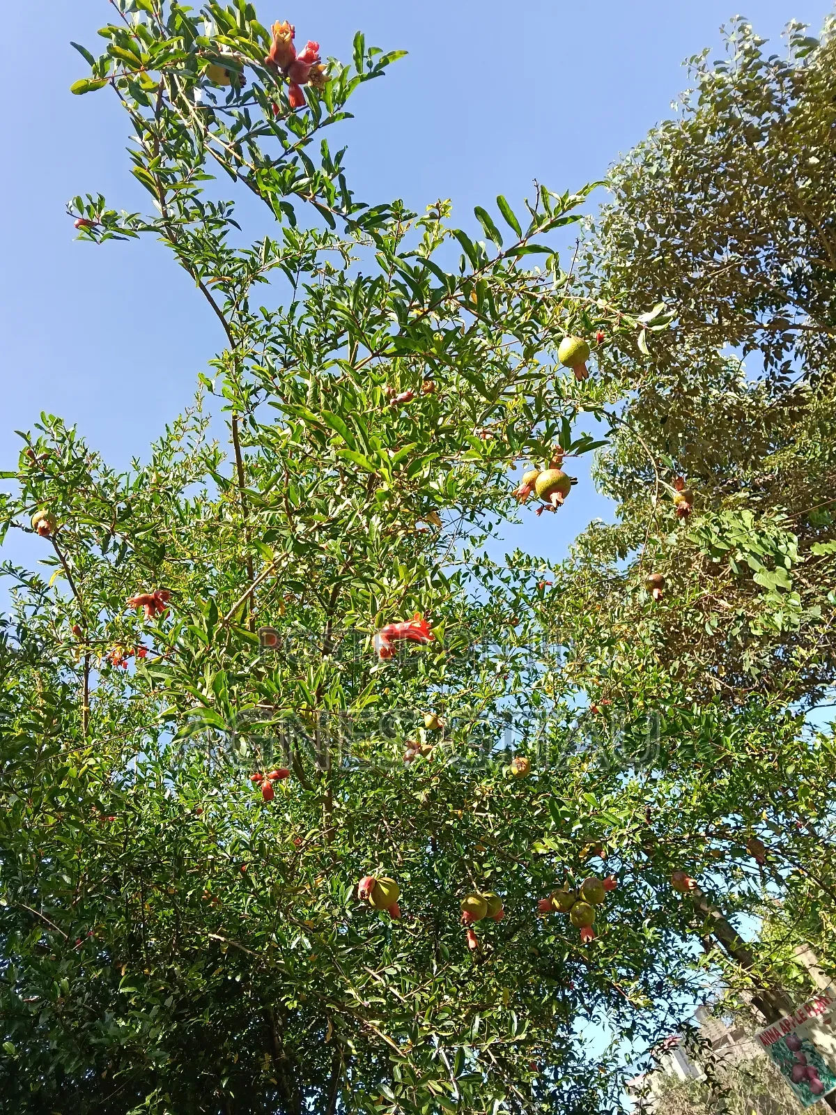 Pomegranate Seedlings Available