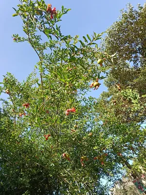 Pomegranate Seedlings Available