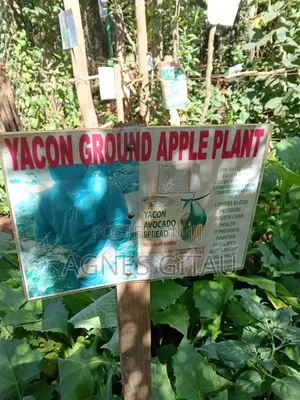 Yacon Ground Apple Seedlings